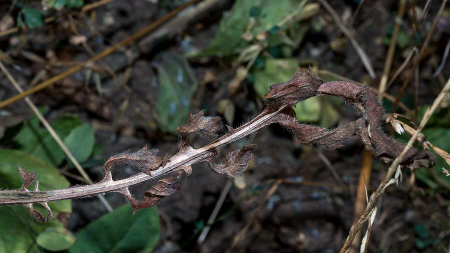 Cephalaria transsylvanica / Cefalaria transilvanica